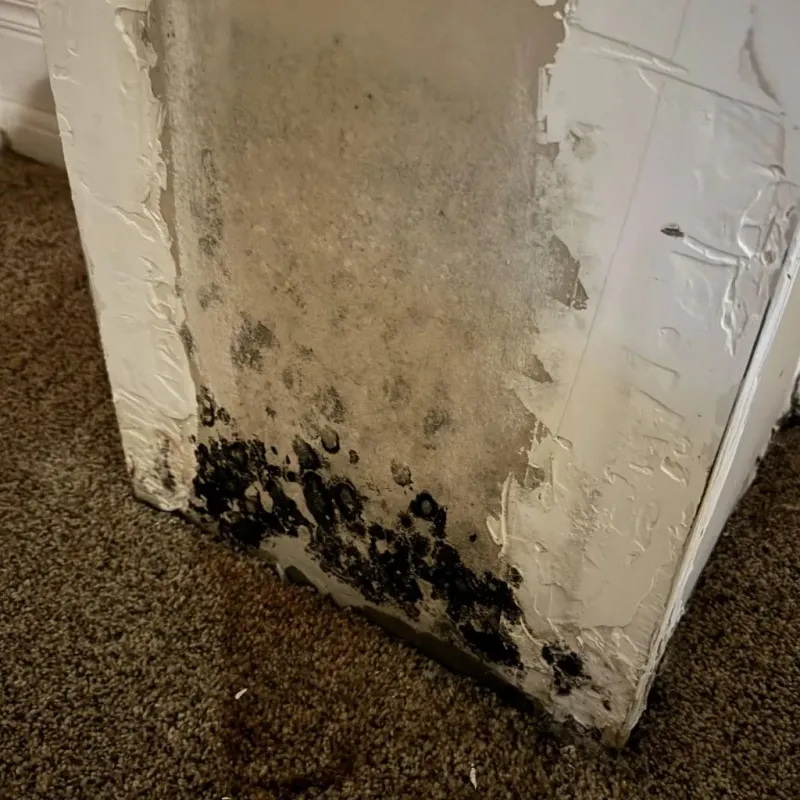 Professional Mold Removal in North Reading, MA